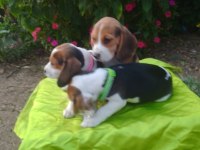 Uygun Beagle Yavruları