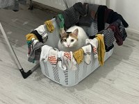 Kısırlaştırılmış kedimize ömürlük aile varmı