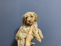 TOY POODLE KARDEŞLER