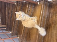 Kısır Erkek Longhair Aşılı Ve Tüm Eşyalarıyla