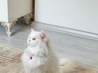 VAN KEDİSİ DİŞİ