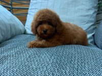 ORJİNAL IRK VE SAĞLIK GARANTİLİ YAVRU KÖPEKLER