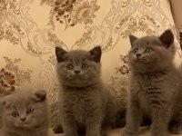 Yetişen alıyor british shorthair