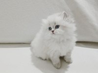 Cy 1133 british longhair point 50 günlük maviş