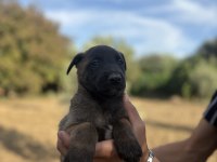1 haftaya teslim Belçika malinos bebekler