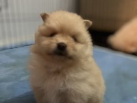 Mini mini yavrucaklar pomeranian boo