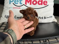Petmode köpek çiftliğinden tea cup poodle yavrular