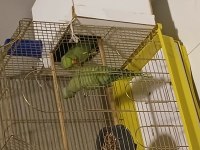 Erkek pakistan papağanı 2 adet