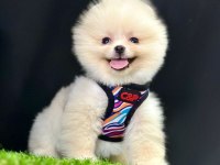 Sevimli Pomeranian Boo Yavrularımız