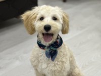 Çok oyuncu maltipoo 5 aylık