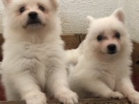 Spitz pomeranian bebekler