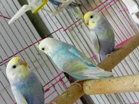 Forpus House farkıyla Bebek Rainbow muhabbet kuşları