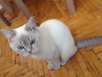 British shorthair blue point (mavi gözlü yavru)