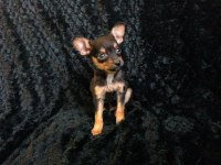 Güzellik abidesi şirin pinscher yavrularım