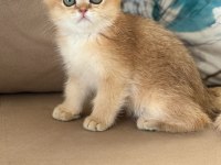 British shorthair erkek yavru teslime hazır