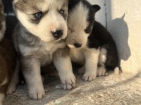 MUHTEŞEM GÜZELLİKTE HUSKY YAVRULARIMIZ YENİ AİLESİNİ ARIYOR