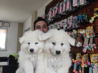 AYİ YAVRUSU SAMOYED A KALİTE IRK