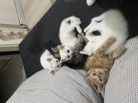 Yeni doğmuş küçük yavru kediler