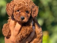 Ultra Kaliteli Poodle Yavrular
