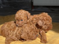 YENİ YUVALARINI BEKLEYEN IRK GARANTİLİ YAVRU KÖPEKLER