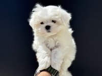 Tea cup kore kan maltese petmode de ziyarete açık