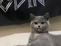 1 yaşında british shorthair