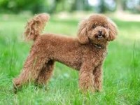 Toy poodle dişi ve erkek Yavrularımız