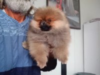 Orijinal Pomeranian Boo