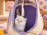 Safkan cream white exotic shorthair bebeğimiz