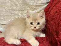 Sütten kesilen safkan british longhair bebekler