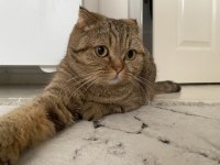 Scottish fold Dişi kedimizi çiftleştirme