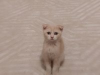 Safkan longhair kırık kulak renkli gözlü