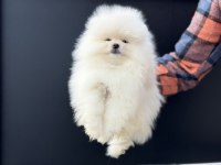 Tea Cup Pomeranian Yavrular Ziyarete Açık