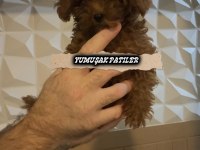 Red Brown Kore Poodle