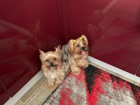 0 numara Yorkshire Terrier Yavrularımız
