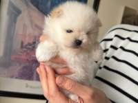 Güzel kızımın muhteşem pomeranian bebekleri