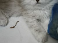 14 haziran doğumlu british longhair
