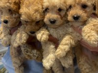 A kalite poodle bebeklerimiz