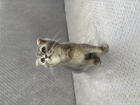Yuvasını arayan minik scottish fold bebek