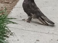 Açil Satılık Güvercin