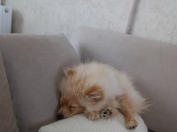 SEVGİ BAĞIMLISI 6 AYLIK ERKEK POMERANİAN