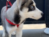 husky 4 aylık yuva sibirya kurdu