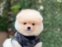 Orjinal sptiz olmayan pomeranian boo çocuklar