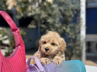 MİNİ MALTİPOO YAVRULARIMIZ