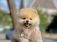 Sevimli Pomeranian Boo Yavrularımız