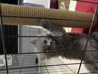 British shorthair scottish fold 2 aylık yavrular