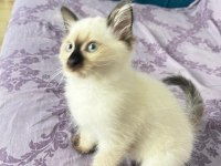 Erkek disi yavrularimiz yeni yuvalarina gitmeye hazir