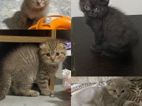 British shorthair ve scottish fold kardeşler