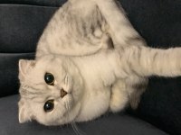 Scottish fold dişi 4 yaşında