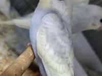 12 adet yeni yavru muhabbet kuşu